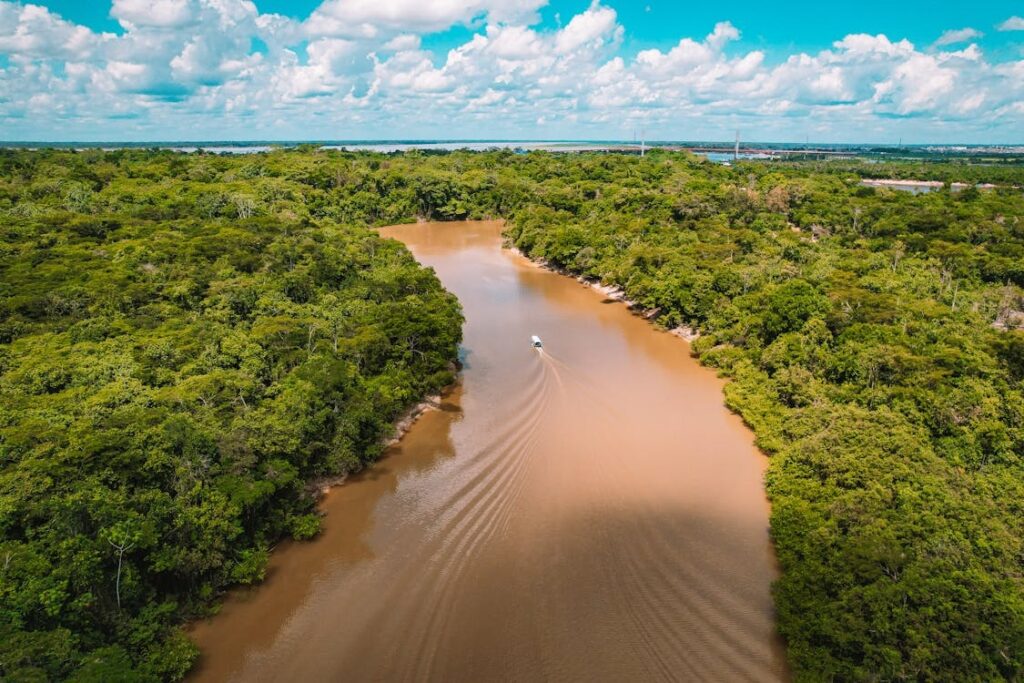 Amazon Rainforest Codajás
